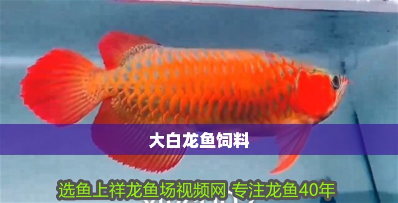 大白龍魚飼料 大白龍魚飼料 龍魚百科 第3張