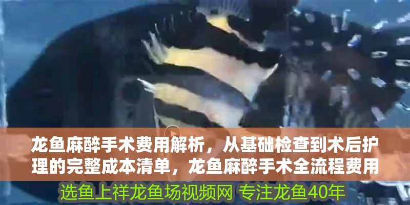 龍魚麻醉手術費用解析，從基礎檢查到術后護理的完整成本清單，龍魚麻醉手術全流程費用詳解，從術前檢查到術后護理的完整成本清單