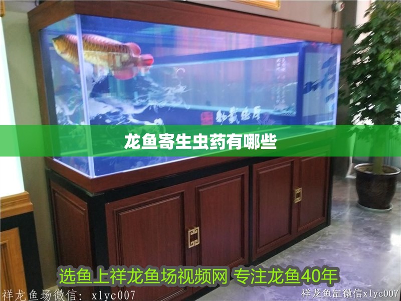 龍魚寄生蟲藥有哪些