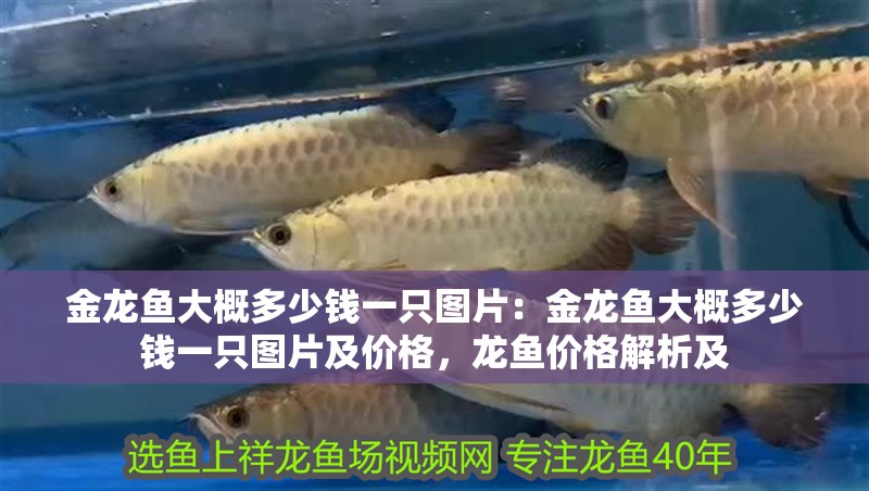 金龍魚大概多少錢一只圖片：金龍魚大概多少錢一只圖片及價格，龍魚價格解析及