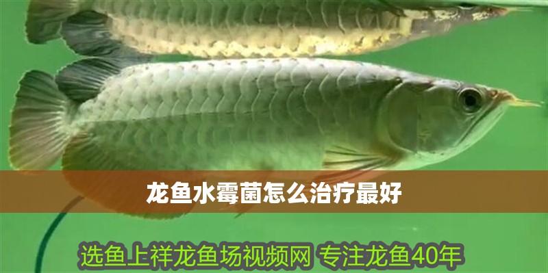 龍魚水霉菌怎么治療最好