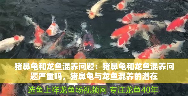 豬鼻龜和龍魚(yú)混養(yǎng)問(wèn)題：豬鼻龜和龍魚(yú)混養(yǎng)問(wèn)題嚴(yán)重嗎，豬鼻龜與龍魚(yú)混養(yǎng)的潛在