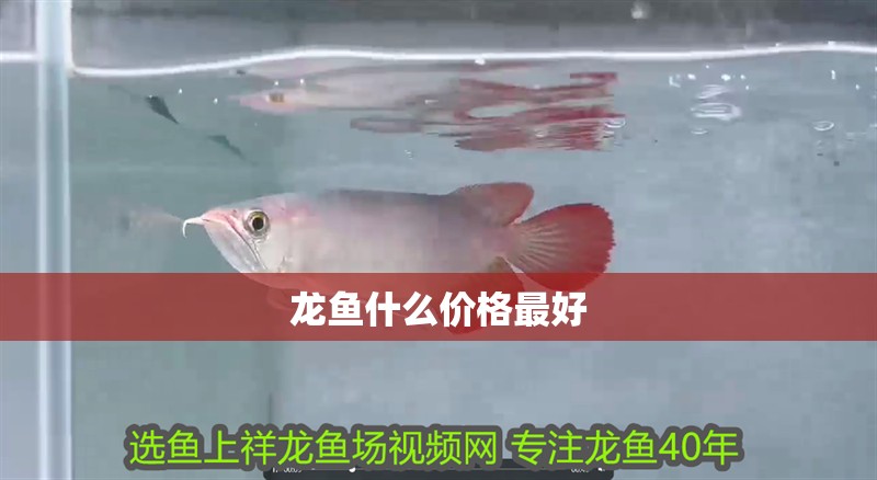 龍魚什么價格最好