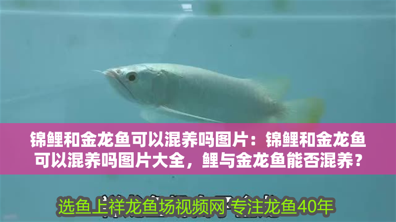 錦鯉和金龍魚可以混養嗎圖片：錦鯉和金龍魚可以混養嗎圖片大全，鯉與金龍魚能否混養？ 錦鯉和金龍魚可以混養嗎圖片：錦鯉和金龍魚可以混養嗎圖片大全，鯉與金龍魚能否混養？ 水族問答