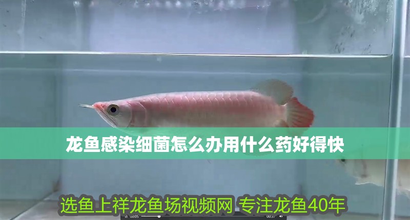 龍魚感染細菌怎么辦用什么藥好得快 龍魚百科 第2張 龍魚感染細菌怎么辦用什么藥好得快 龍魚感染細菌怎么辦用什么藥好得快 龍魚百科 第2張