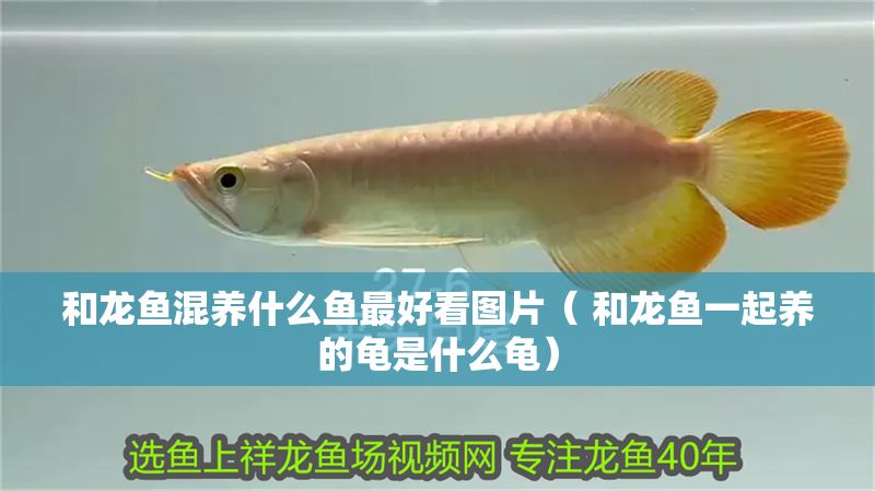 和龍魚混養什么魚最好看圖片( 和龍魚一起養的龜是什么龜) 銀龍魚百科 第1張 和龍魚混養什么魚最好看圖片( 和龍魚一起養的龜是什么龜) 和龍魚混養什么魚最好看圖片( 和龍魚一起養的龜是什么龜) 銀龍魚百科 第1張