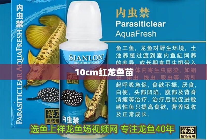 10cm紅龍魚苗 龍魚百科 第2張 10cm紅龍魚苗 10cm紅龍魚苗 龍魚百科 第2張