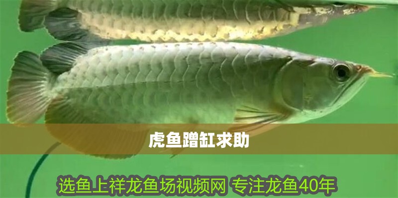 虎魚蹭缸求助 虎魚蹭缸求助 虎魚百科