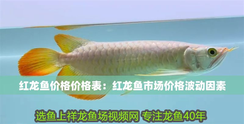紅龍魚價格價格表：紅龍魚市場價格波動因素