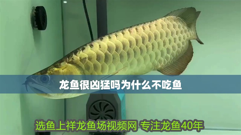 龍魚很兇猛嗎為什么不吃魚