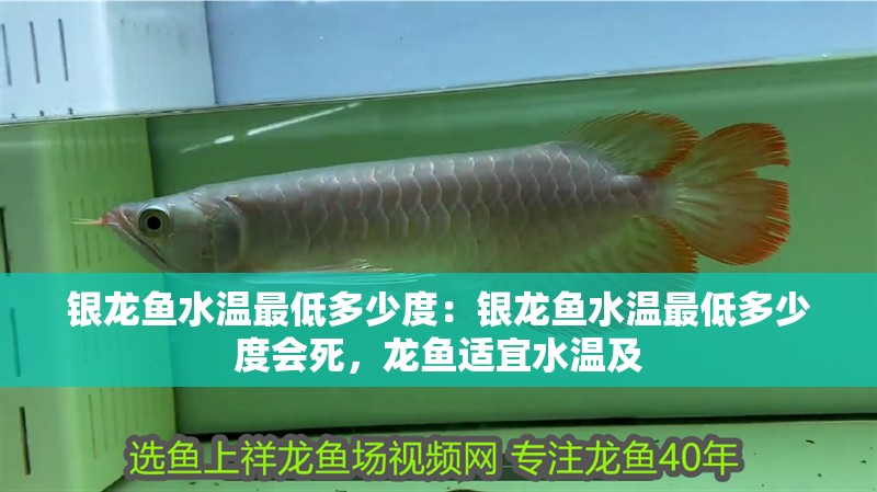 銀龍魚水溫最低多少度：銀龍魚水溫最低多少度會(huì)死，龍魚適宜水溫及