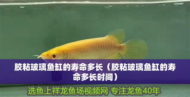 膠粘玻璃魚缸的壽命多長(膠粘玻璃魚缸的壽命多長時間) 紅龍魚百科 第1張 膠粘玻璃魚缸的壽命多長(膠粘玻璃魚缸的壽命多長時間) 膠粘玻璃魚缸的壽命多長(膠粘玻璃魚缸的壽命多長時間) 紅龍魚百科 第1張