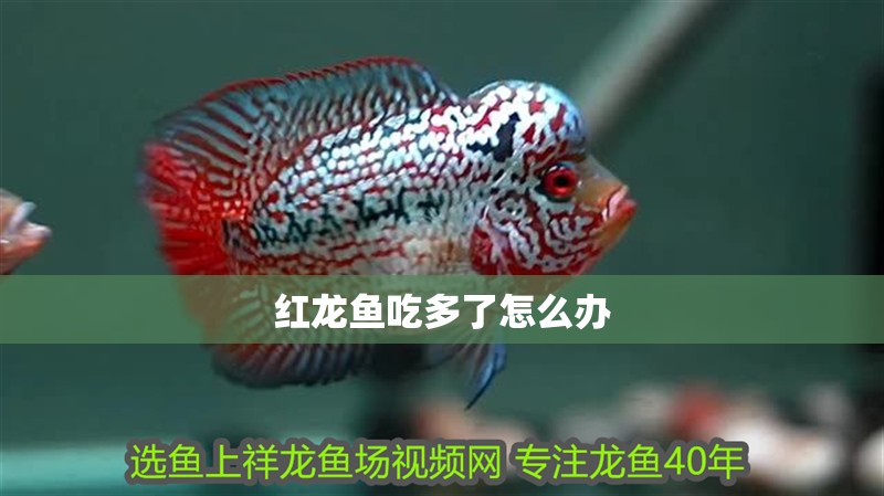 紅龍魚吃多了怎么辦