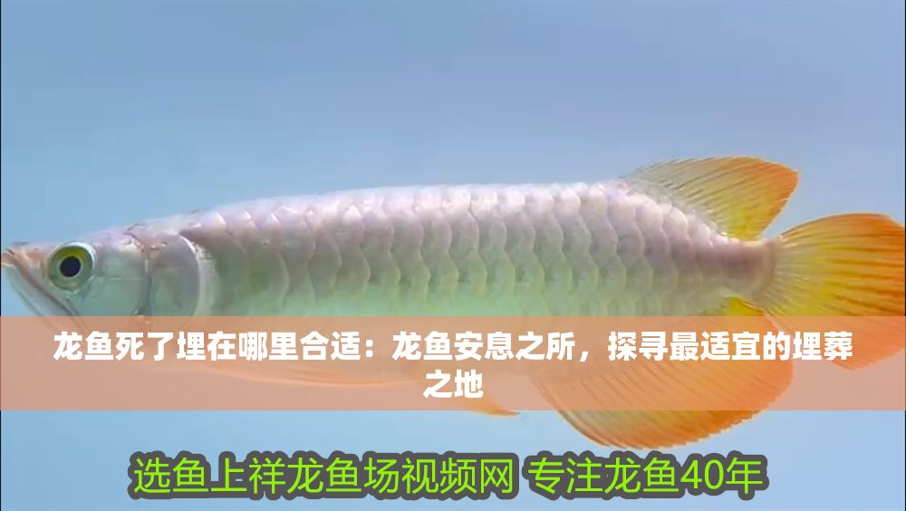 龍魚死了埋在哪里合適：龍魚安息之所，探尋最適宜的埋葬之地
