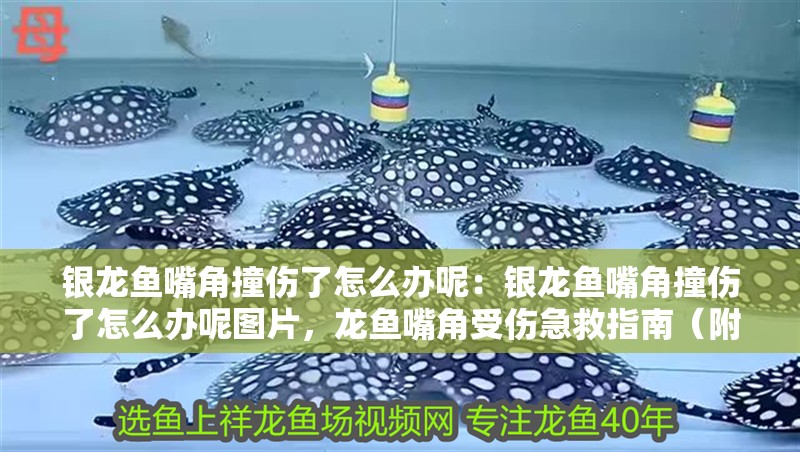 銀龍魚嘴角撞傷了怎么辦呢：銀龍魚嘴角撞傷了怎么辦呢圖片，龍魚嘴角受傷急救指南（附圖 銀龍魚嘴角撞傷了怎么辦呢：銀龍魚嘴角撞傷了怎么辦呢圖片，龍魚嘴角受傷急救指南（附圖 水族問答
