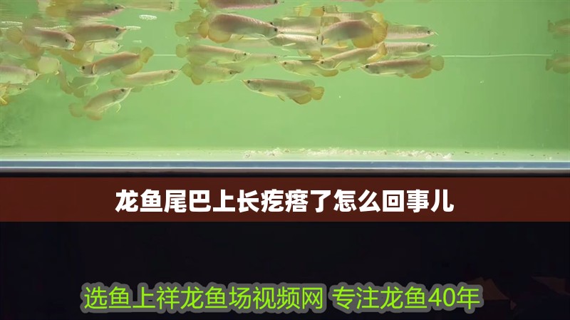龍魚尾巴上長疙瘩了怎么回事兒