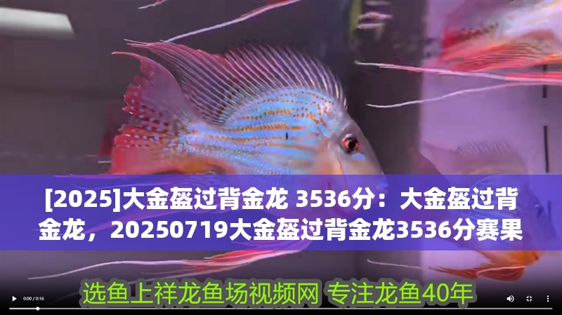 [2025]大金盔過背金龍 3536分：大金盔過背金龍，20250719大金盔過背金龍3536分賽果，巔峰水準