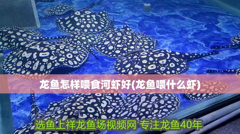 紅龍魚用黃燈烤有用嗎 龍魚怎樣喂食河蝦好(龍魚喂什么蝦) 魚缸百科 龍魚怎樣喂食河蝦好(龍魚喂什么蝦) 龍魚怎樣喂食河蝦好(龍魚喂什么蝦) 魚缸百科