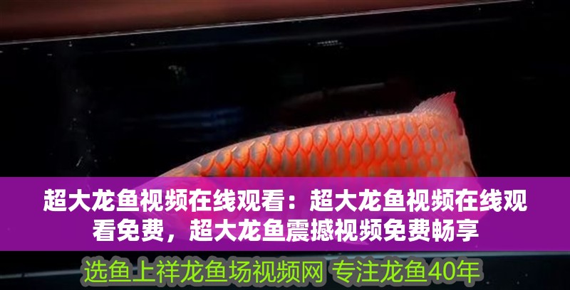 超大龍魚視頻在線觀看：超大龍魚視頻在線觀看免費，超大龍魚震撼視頻免費暢享 超大龍魚視頻在線觀看：超大龍魚視頻在線觀看免費，超大龍魚震撼視頻免費暢享 水族問答
