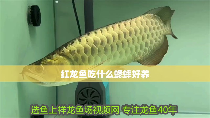 紅龍魚吃什么蟋蟀好養