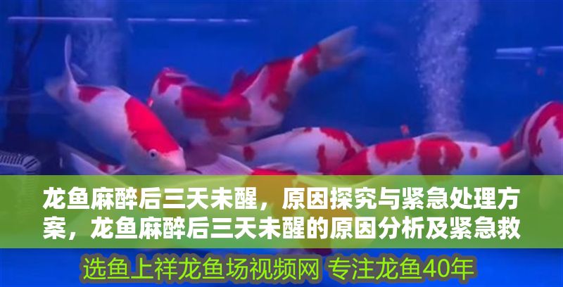 龍魚麻醉后三天未醒，原因探究與緊急處理方案，龍魚麻醉后三天未醒的原因分析及緊急救治措施