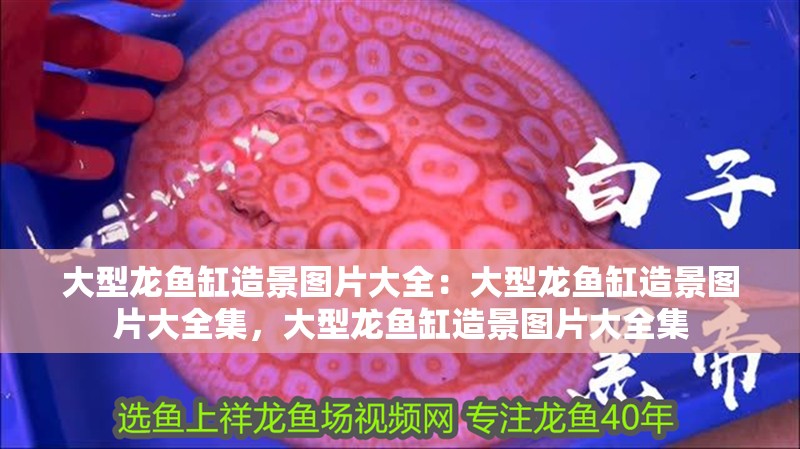 大型龍魚缸造景圖片大全：大型龍魚缸造景圖片大全集，大型龍魚缸造景圖片大全集