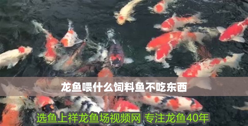 龍魚喂什么飼料魚不吃東西