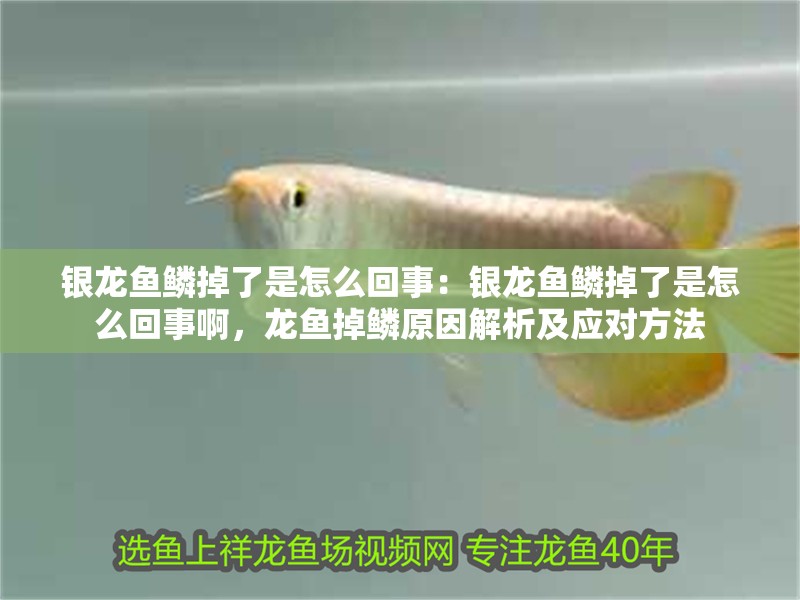 銀龍魚鱗掉了是怎么回事：銀龍魚鱗掉了是怎么回事啊，龍魚掉鱗原因解析及應對方法 銀龍魚鱗掉了是怎么回事：銀龍魚鱗掉了是怎么回事啊，龍魚掉鱗原因解析及應對方法 水族問答