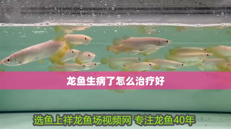 龍魚生病了怎么治療好