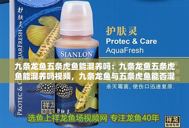 九條龍魚五條虎魚能混養(yǎng)嗎：九條龍魚五條虎魚能混養(yǎng)嗎視頻，九條龍魚與五條虎魚能否混養(yǎng)？視頻 九條龍魚五條虎魚能混養(yǎng)嗎：九條龍魚五條虎魚能混養(yǎng)嗎視頻，九條龍魚與五條虎魚能否混養(yǎng)？視頻 水族問答