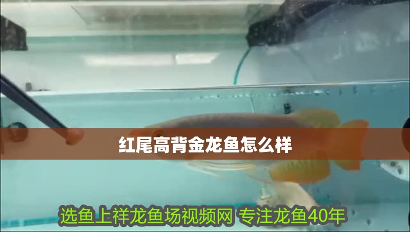 紅尾高背金龍魚怎么樣