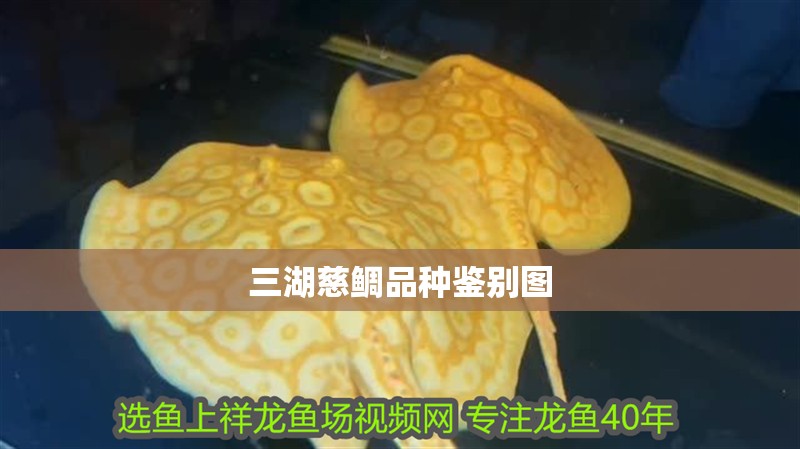 三湖慈鯛品種鑒別圖 三湖慈鯛品種鑒別圖 龍魚論壇