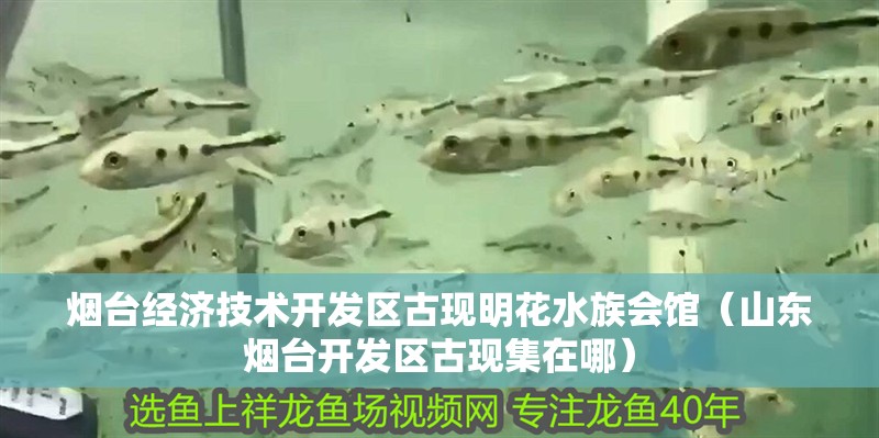 煙臺經濟技術開發區古現明花水族會館（山東煙臺開發區古現集在哪）