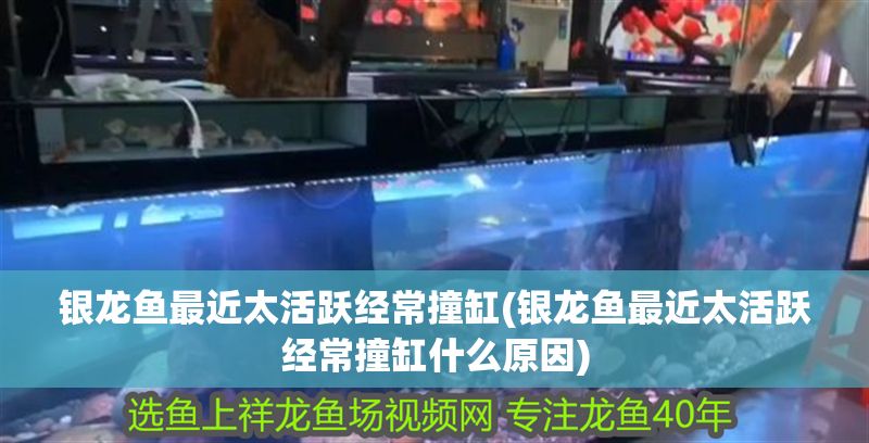 銀龍魚最近太活躍經(jīng)常撞缸(銀龍魚最近太活躍經(jīng)常撞缸什么原因)