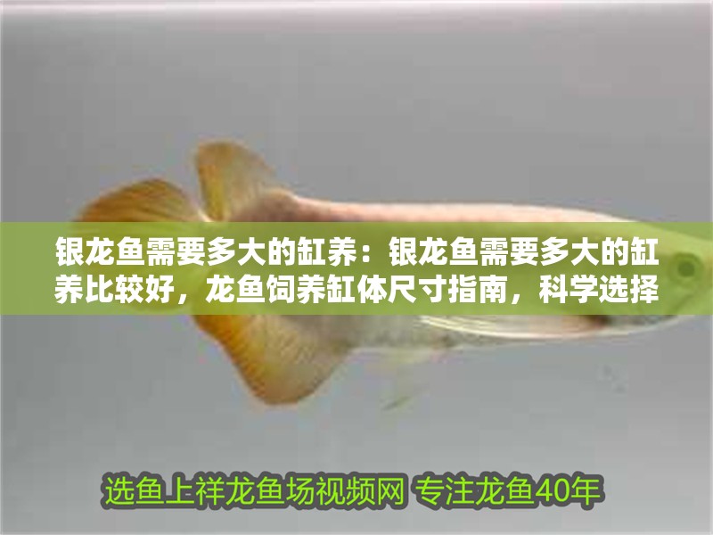 銀龍魚需要多大的缸養(yǎng)：銀龍魚需要多大的缸養(yǎng)比較好，龍魚飼養(yǎng)缸體尺寸指南，科學(xué)選擇適宜水族箱