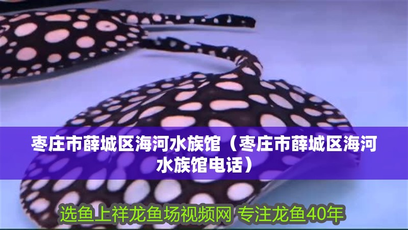 棗莊市薛城區海河水族館(棗莊市薛城區海河水族館電話) 全國水族館企業名錄 第2張 棗莊市薛城區海河水族館(棗莊市薛城區海河水族館電話) 棗莊市薛城區海河水族館(棗莊市薛城區海河水族館電話) 全國水族館企業名錄 第2張