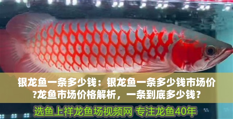 銀龍魚一條多少錢:銀龍魚一條多少錢市場價?龍魚市場價格解析,一條到底多少錢? 水族問答 銀龍魚一條多少錢:銀龍魚一條多少錢市場價?龍魚市場價格解析,一條到底多少錢? 銀龍魚一條多少錢:銀龍魚一條多少錢市場價?龍魚市場價格解析,一條到底多少錢? 水族問答