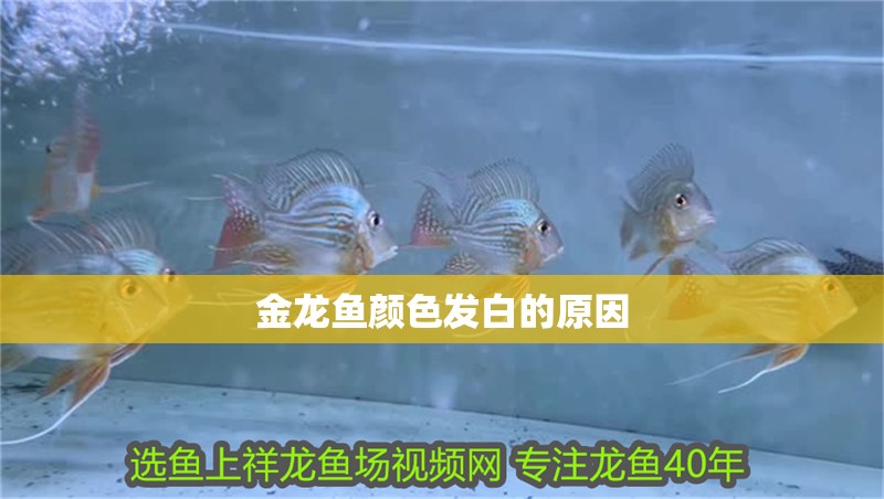 金龍魚顏色發白的原因 龍魚百科 第2張 金龍魚顏色發白的原因 金龍魚顏色發白的原因 龍魚百科 第2張