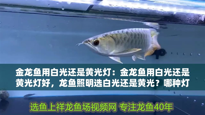 金龍魚用白光還是黃光燈：金龍魚用白光還是黃光燈好，龍魚照明選白光還是黃光？哪種燈光更適宜