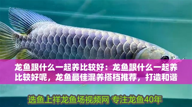 龍魚跟什么一起養比較好：龍魚跟什么一起養比較好呢，龍魚最佳混養搭檔推薦，打造和諧共生的水族箱
