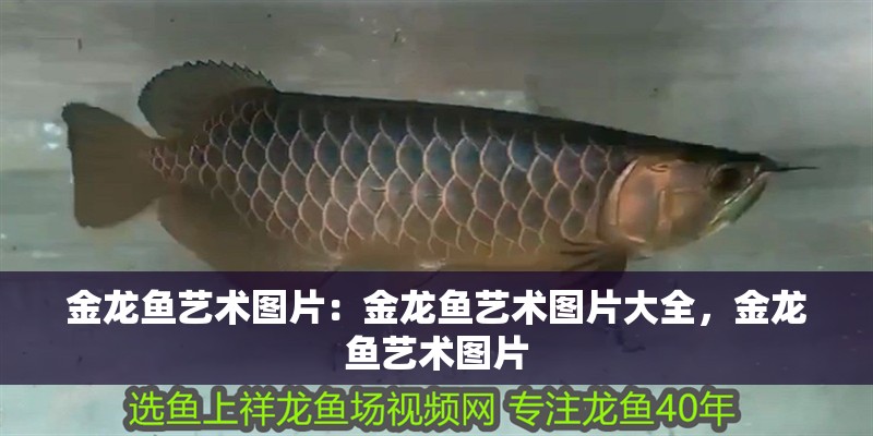 金龍魚藝術圖片：金龍魚藝術圖片大全，金龍魚藝術圖片