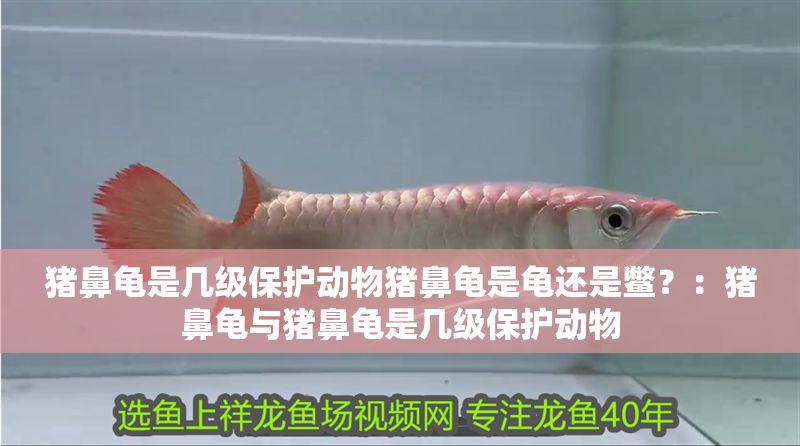 豬鼻龜是幾級保護動物豬鼻龜是龜還是鱉？：豬鼻龜與豬鼻龜是幾級保護動物