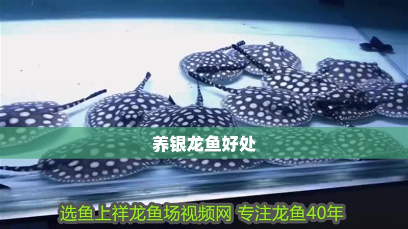 養銀龍魚好處