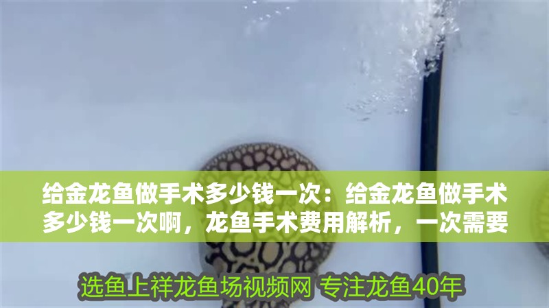給金龍魚做手術多少錢一次：給金龍魚做手術多少錢一次啊，龍魚手術費用解析，一次需要多少錢？ 給金龍魚做手術多少錢一次：給金龍魚做手術多少錢一次啊，龍魚手術費用解析，一次需要多少錢？ 水族問答