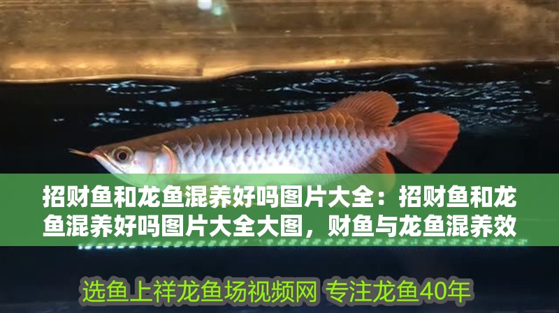 招財魚和龍魚混養(yǎng)好嗎圖片大全：招財魚和龍魚混養(yǎng)好嗎圖片大全大圖，財魚與龍魚混養(yǎng)效果展示