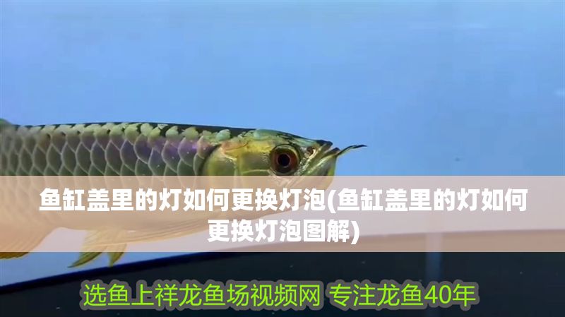 魚缸蓋里的燈如何更換燈泡(魚缸蓋里的燈如何更換燈泡圖解)