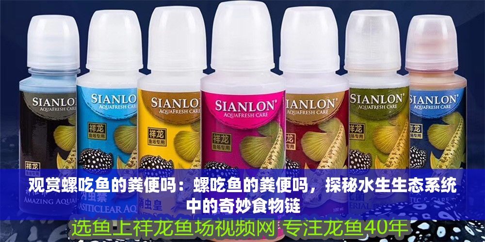 觀賞螺吃魚的糞便嗎：螺吃魚的糞便嗎，探秘水生生態(tài)系統(tǒng)中的奇妙食物鏈