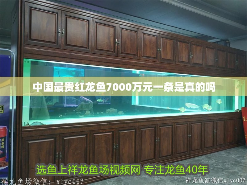 中國最貴紅龍魚7000萬元一條是真的嗎