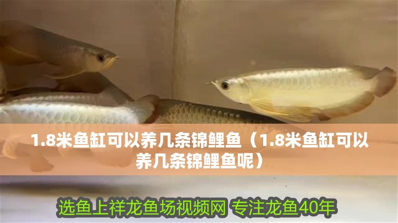 1.8米魚(yú)缸可以養(yǎng)幾條錦鯉魚(yú)（1.8米魚(yú)缸可以養(yǎng)幾條錦鯉魚(yú)呢）