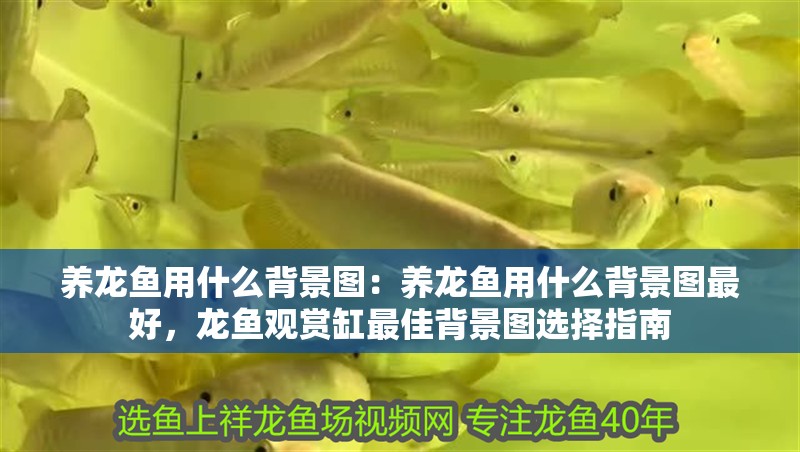 養(yǎng)龍魚用什么背景圖：養(yǎng)龍魚用什么背景圖最好，龍魚觀賞缸最佳背景圖選擇指南